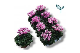 Cyclamen pers. metis fantasia roze