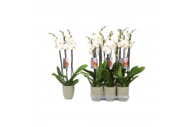 Phalaenopsis anthura madrid 3 tak - 22+ bloemen groen keramiek