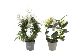 Kamerplanten bloeiend Geur mix - Jasminum & Stephanotis