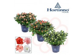 Rhododendron simsii hortinno collectie mix Hortinno® Home