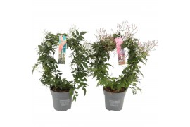 Jasminum overig Wit & Roze mix - 200+ bloem