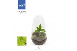 Arrangementen orchidee Jewel Orchid - KARMA Jade | Ludisia | Terrarium