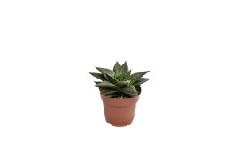 Gasteria hippo premium