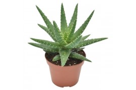 Aloe safari kerio