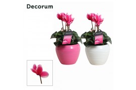 Cyclamen pers. lovely moments roze decorum in ompot melanie