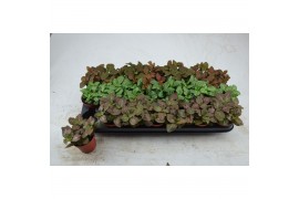 Fittonia mix grootbladig 3 kleuren