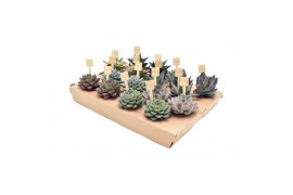 Succulenten mix piccomini® zonder aloe