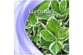 Euonymus japonicus silver simon