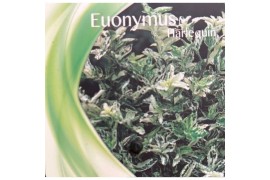 Euonymus fortunei harlequin