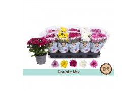 Chrysanthemum ind. gevuldbloemig mix Double Mix