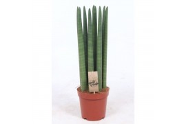 Sansevieria cylindrica straight