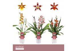 Cambria grp mix 3 kleuren Orchid Collection - 2 tak