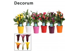 Zantedeschia mix decorum in ompot amy