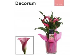 Zantedeschia pink puppy decorum roze in claudia glas LOVE