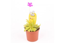 Vleesetende planten pinguicula anna