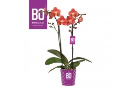 Phalaenopsis multiflora oranje BO - Colours Horizion - 2 tak, 17+ bloe