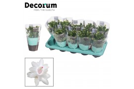 Schlumbergera witte eva White (Malissa) met hoes - Decorum