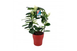 Stephanotis floribunda Boog - 7-8+ bloemtros - Keramiek Rood