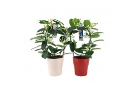 Stephanotis floribunda Boog - 7-8+ bloemtros - Keramiek Wit & Rood