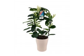 Stephanotis floribunda Boog - 7-8+ bloemtros - Keramiek Wit