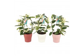 Stephanotis floribunda Boog - 7-8+ bloemtros - Keramiek mix - Wit, Roo