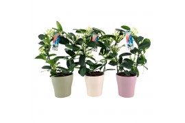 Stephanotis floribunda Boog - 7-8+ bloemtros - Keramiek mix - Wit, Roz