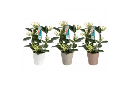 Stephanotis floribunda Boog- 7-8+ bloemtros - Keramiek mix - Wit, Groe