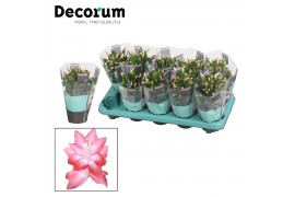 Schlumbergera roze decorum met hoes