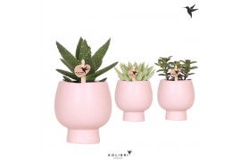 Succulenten mix in scandic nude kolibri greens