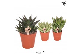 Succulenten mix kolibri greens