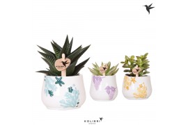 Succulenten mix in coral pot mix kolibri greens