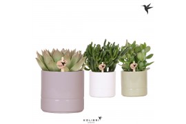 Succulenten mix in pastel pot mix kolibri greens