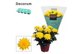 Chrysanne grandezza yellow decorum