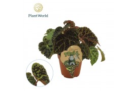 Begonia blad ferox Begonia rex Ferox 17cm 3 pp