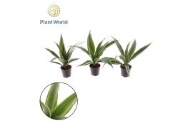 Dracaena fragr. der. warneckei Dracaena Fragrans Warneckei 7cm 1 pp