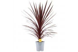 Cordyline australis red star