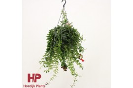 Aeschynanthus caro improved hp bloeiend