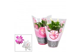 Schlumbergera mix Schlumbergera - 10,5 cm - Mix 20 bl.