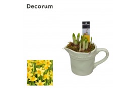 Arrangementen narcissus Narcis Little Jug HL11333N 3 pp 3 per pot