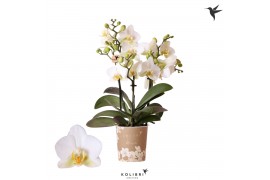 Phalaenopsis multiflora anthura lausanne 3 tak blossom kolibri orchids