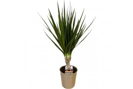 Dracaena marginata enkele Stam