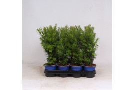 Taxus media hicksii