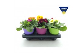 Primula elatior Primula elatior mix ton sur ton