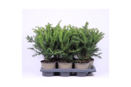 Taxus baccata repandens