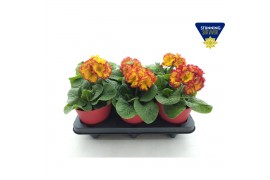 Primula elatior Primula elatior Sibel red  ton sur ton