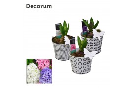 Arrangementen hyacinthus Doodle HL19693 [PURE]