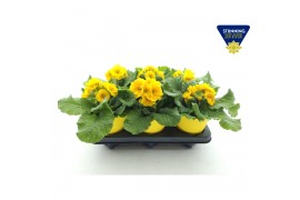 Primula elatior Primula elatior Sibel gold ton sur ton