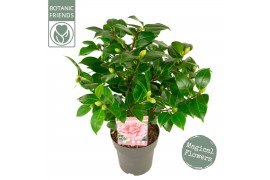 Camellia japonica bonomiana premium