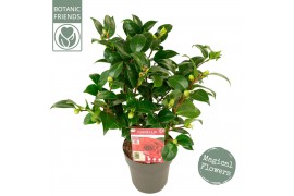 Camellia japonica black lace premium