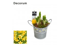 Arrangementen narcissus Narcis Spring Bucket Mini HL15473N 3 pp 3 per 